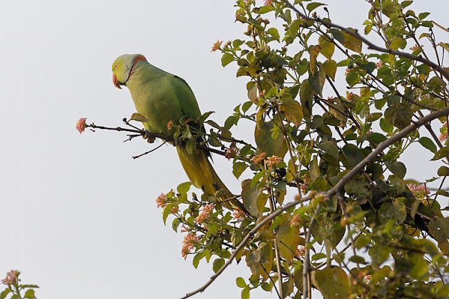 Keoladeo national park-021